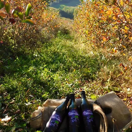 Apartman Ranc Sretenovic