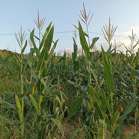 Ranc Sretenovic Apartman