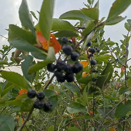 Ranc Sretenovic * Mionica