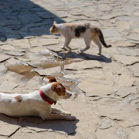 Апартаменты Ranc Sretenovic