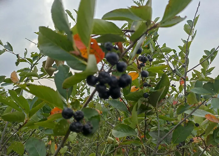 Ranc Sretenovic * Mionica