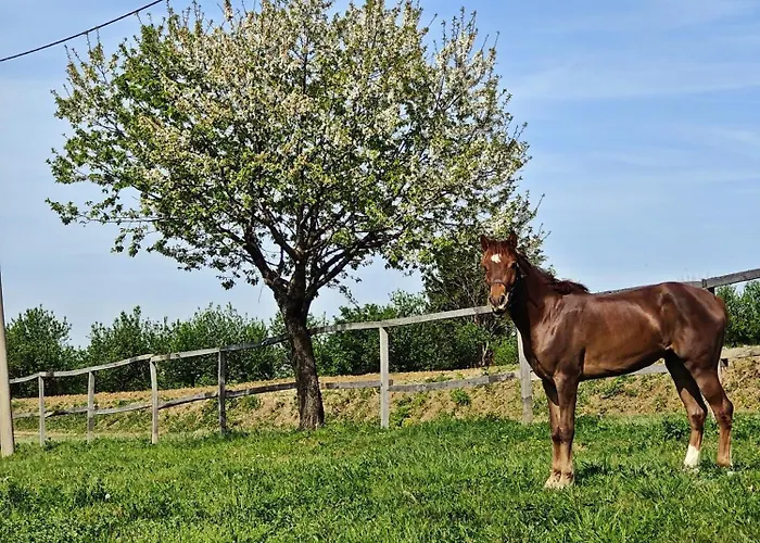 Ranc Sretenovic Апартаменты Mionica