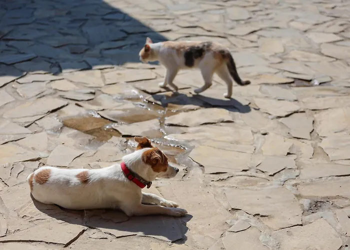 Апартаменты Ranc Sretenovic