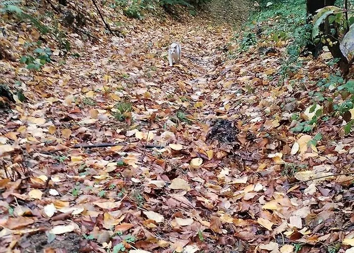 Ranc Sretenovic Апартаменты